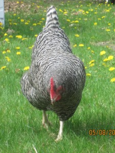 Hope-Plymouth Barred Rock