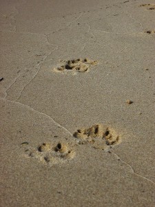 dogpawprints