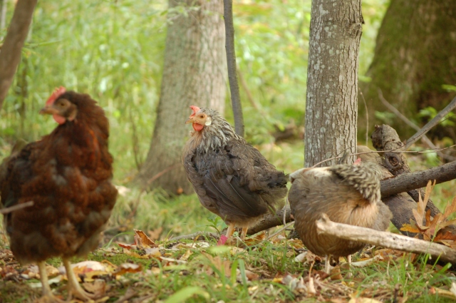 Molting 101- the what, why, when and how of molting! Healthy chickens will do an annual fall molt once they are over a year and a half old. | The Pioneer Chicks | backyard chickens | raising chickens | molting season | feather loss | fall on the homestead | #chickens #backyardchickens #homestead #fall #molting 