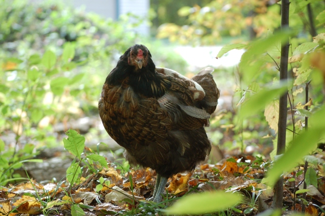 Molting 101- the what, why, when and how of molting! Hens typically stop laying during their molt since they need to put their energy into growing feathers. | The Pioneer Chicks | backyard chickens | raising chickens | molting season | feather loss | fall on the homestead | #chickens #backyardchickens #homestead #fall #molting 