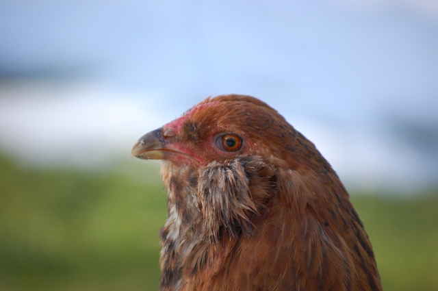 an Ameraucana hen free-ranging during the winter 