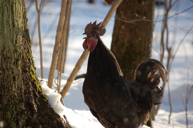 a Svart Hona rooster crowing while free-ranging in the snow 