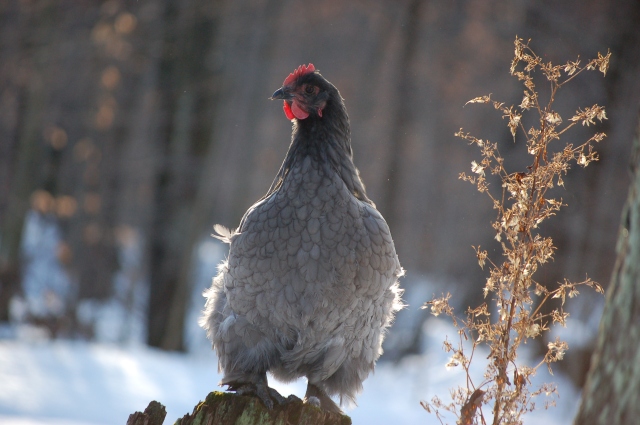 a lavender Cochin hen standing on a stump in the middle of a snowy yard 