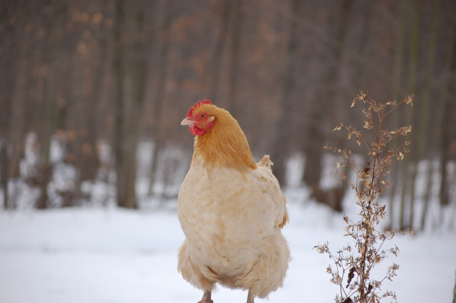 a Buff Orpington hen standing on a stump in the middle of a snowy yard 