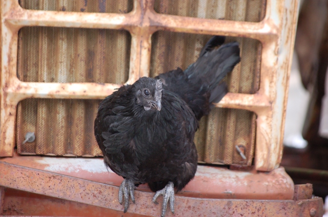 a Svart Hona hen perched on the grate of a tractor 