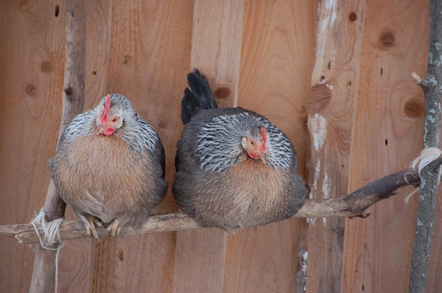 two silver Leghorn hens perched on a wooden ladder rooster 