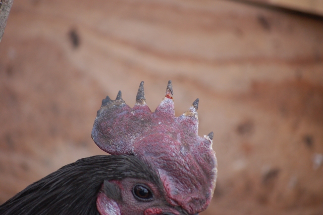 black frostbite on a chicken's comb