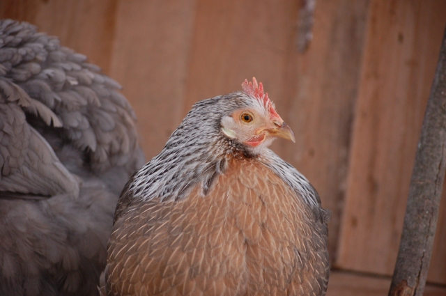 a silver Leghorn hen perched 